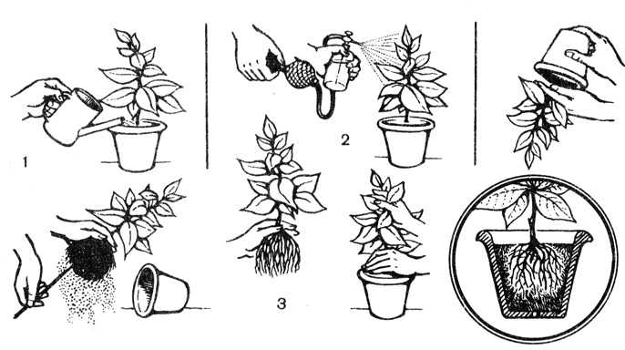Размножение кактусов в домашних условиях: описание методы, видео