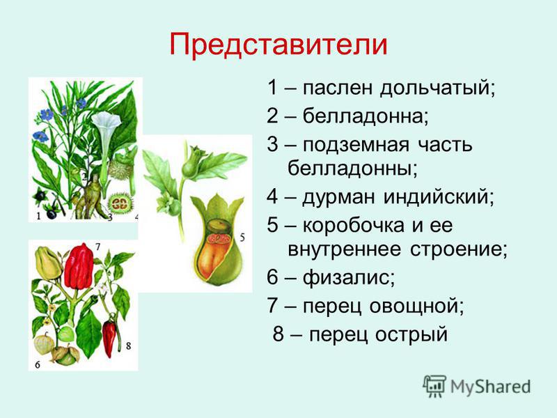 Семейство пасленовые – представители, формула цветка растений