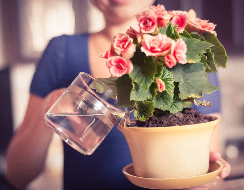 Как часто нужно поливать комнатные цветы: особенности летом и зимой, способы полива домашних растений и какую воду лучше использовать