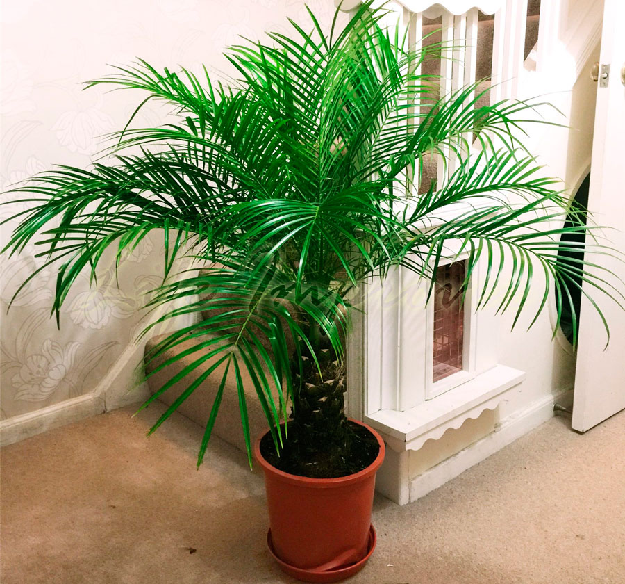 Финиковая пальма в домашних условиях из косточки, как и где растёт