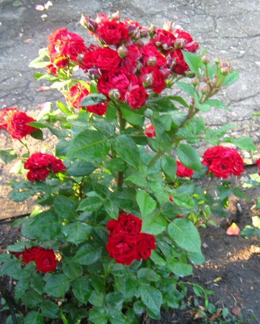 Что такое роза спрей: описание, фото, посадка и уход
