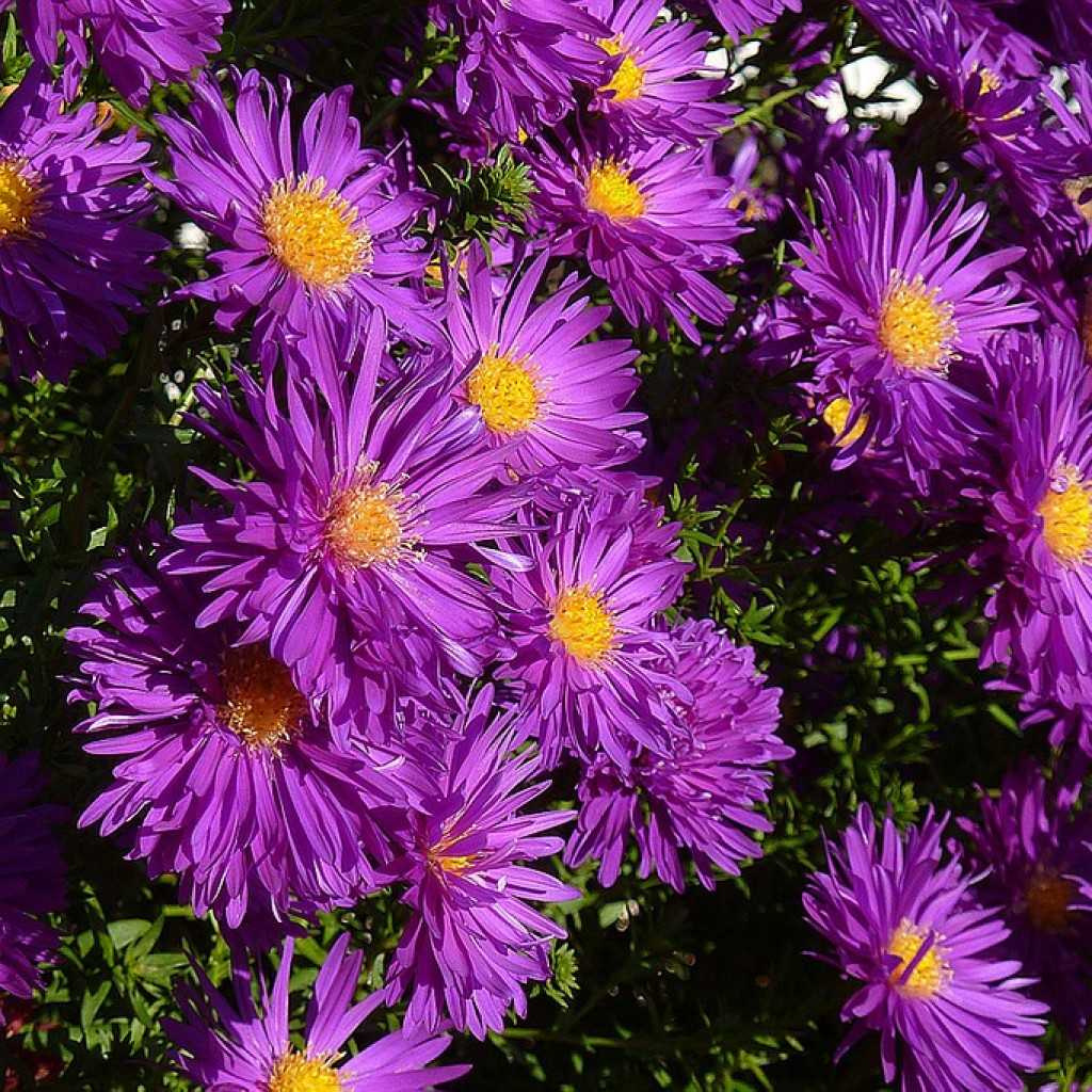 Цветы сентябринки (астра виргинская) – видовое разнообразие, особенности посадки и ухода