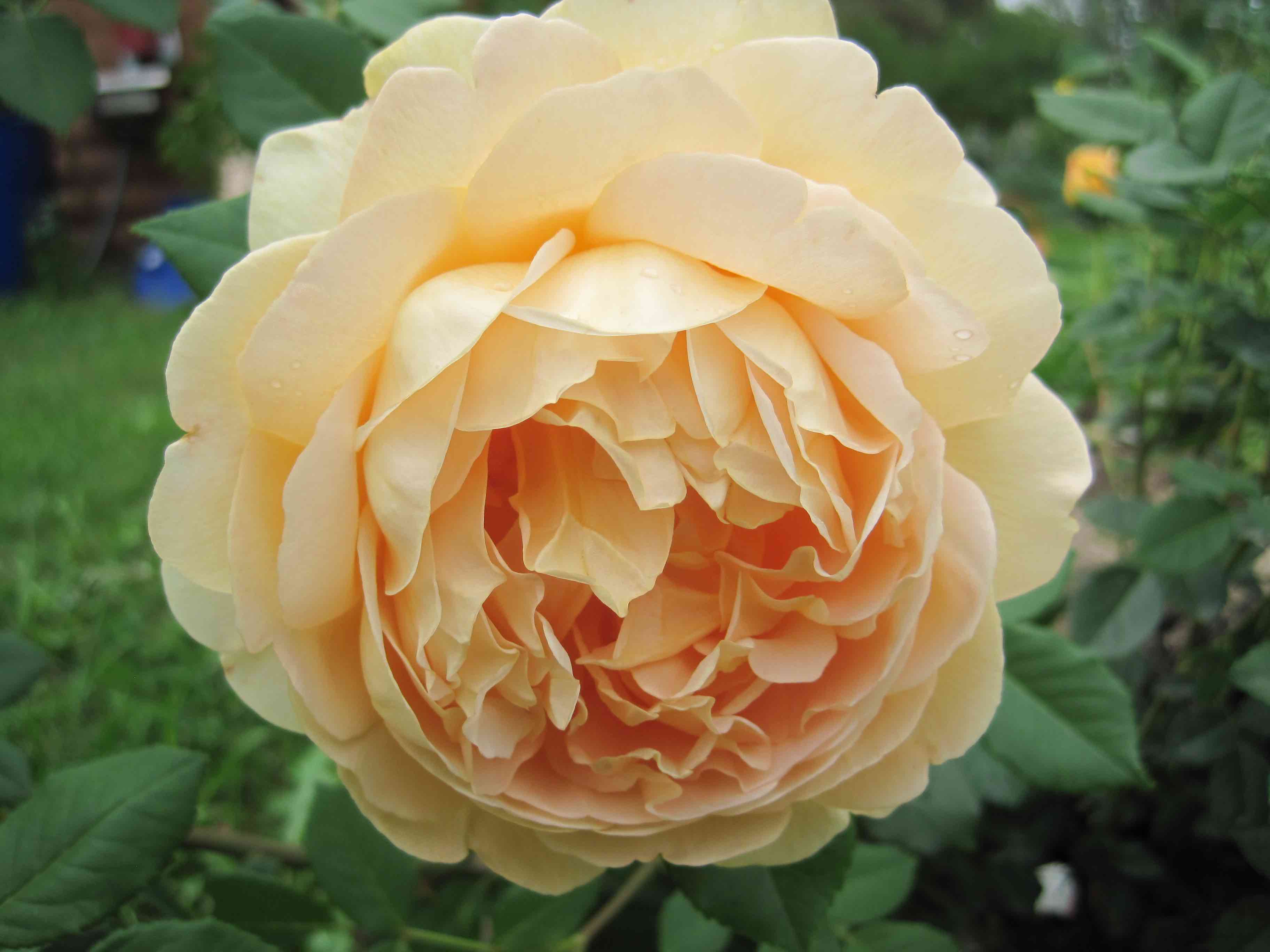 Плетистая роза "голден селебрейшн" (описание сорта, отзывы, уход, фото)