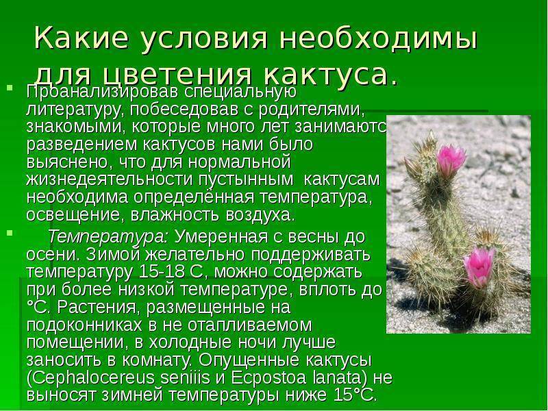 Опунция - ушастый кактус