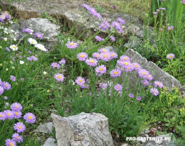 Астра альпийская многолетняя: посадка и уход, фото цветущего растения