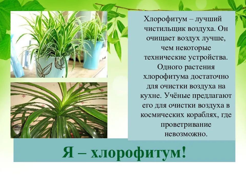 Хлорофитум польза. Растение хлорофитум. Хлорофитум характеристика растения. Хлорофитум Родина растения. Хлорофитум разросся.