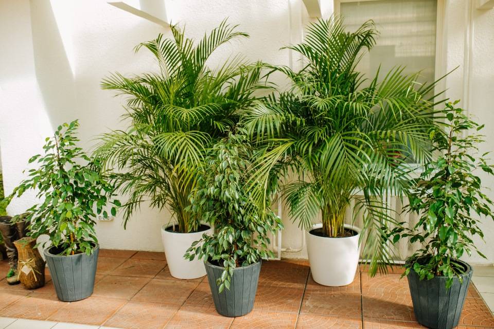 Декоративно-лиственные комнатные растения - фото и названия