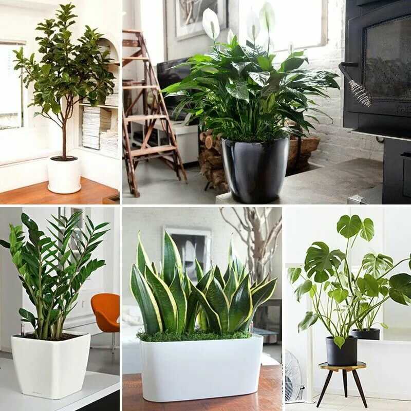 Тенелюбивые комнатные растения с фото и названиями: самые лучшие