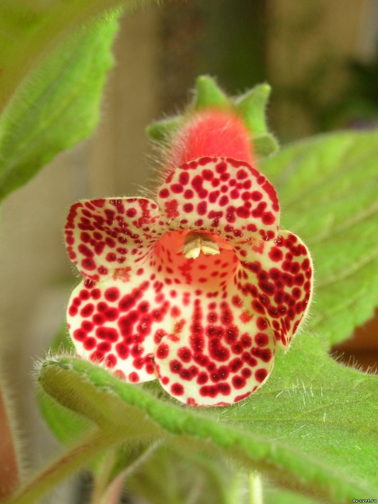 Комнатный цветок колерия: популярные виды и сорта, особенности ухода за растением и его размножения в домашних условиях
