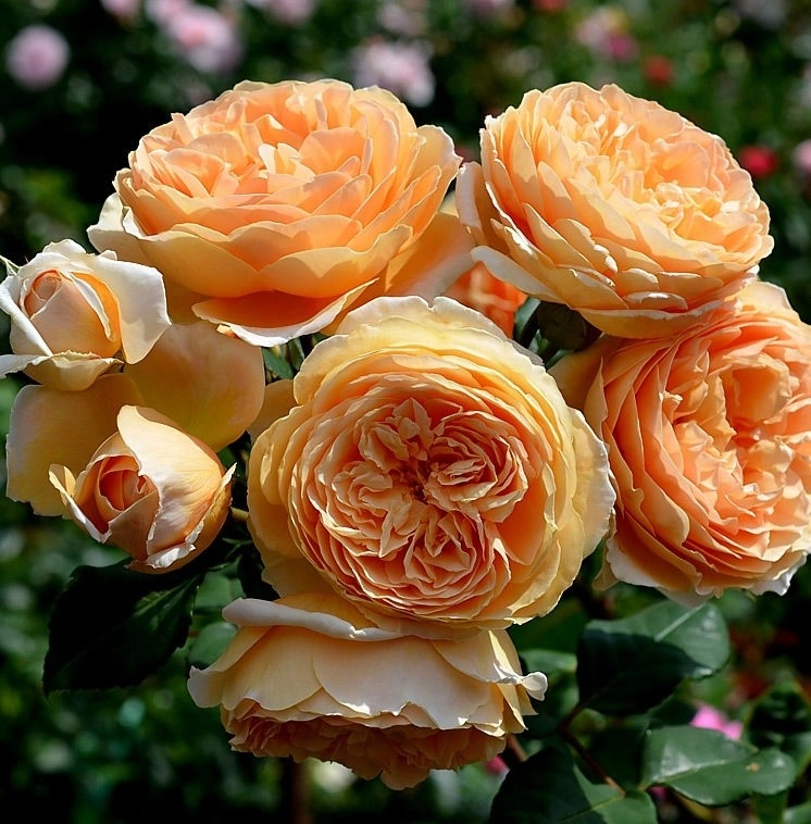 О розе принцесса маргарет (crown princess margareta): выращивание розы остина