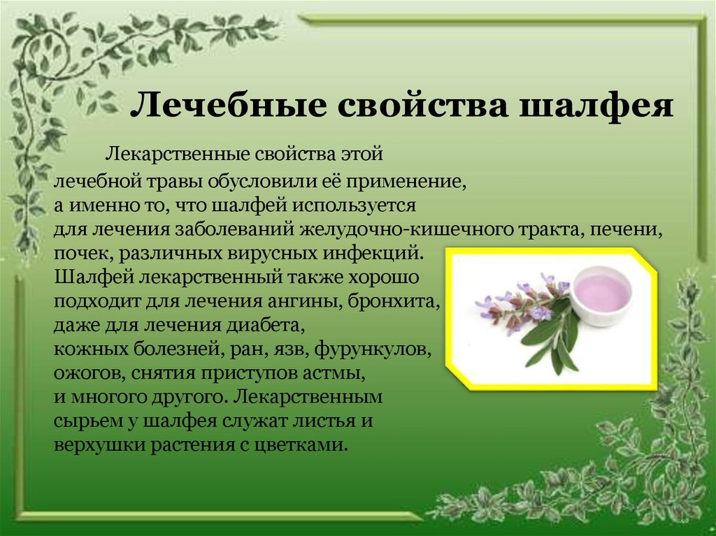 Особенности выращивания растений рода шалфей или сальвия