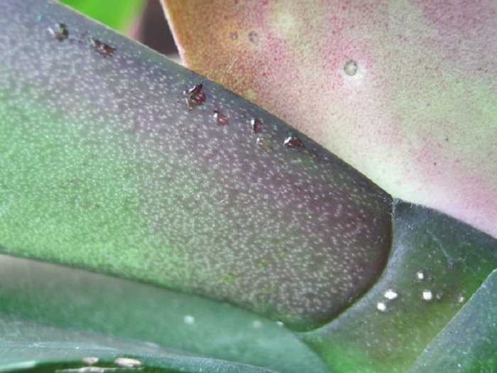 Липкие листья у фаленопсиса: их фото, лечение болезни, а также описание различных причин, по которым появляются капли на орхидее