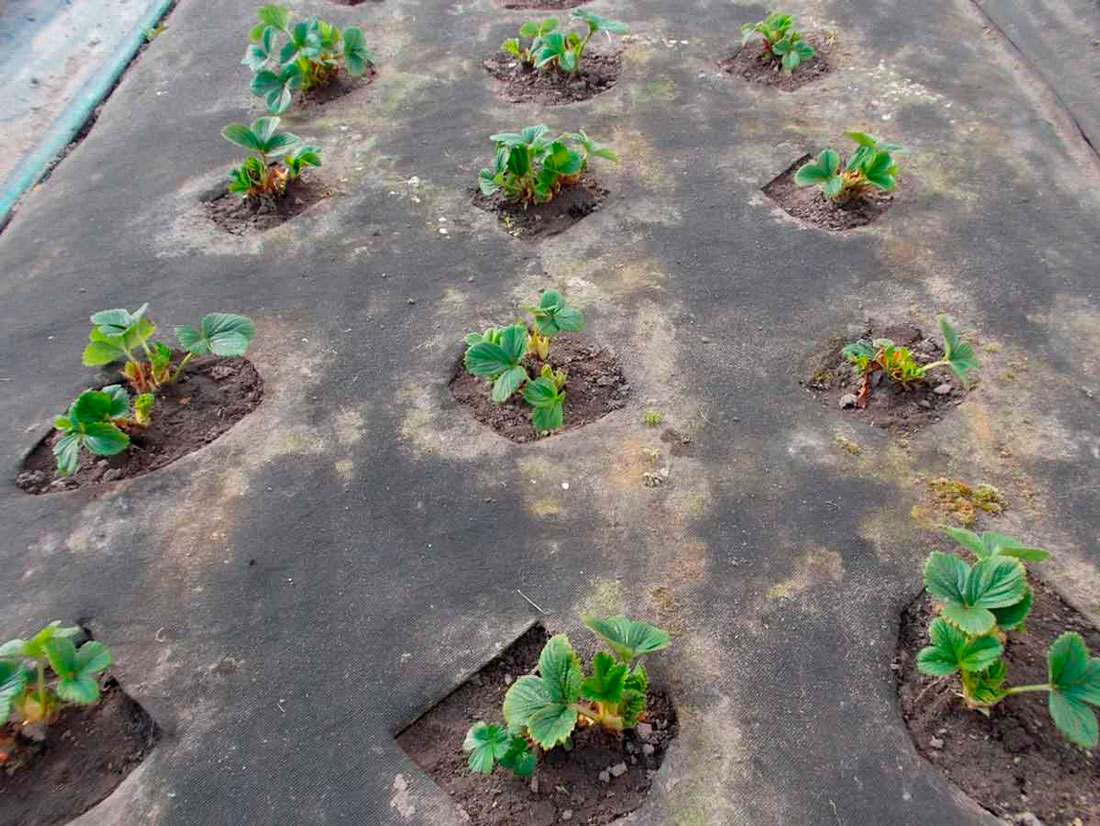 Как из ягоды клубники вырастить рассаду: инструкция, нюансы, технологии