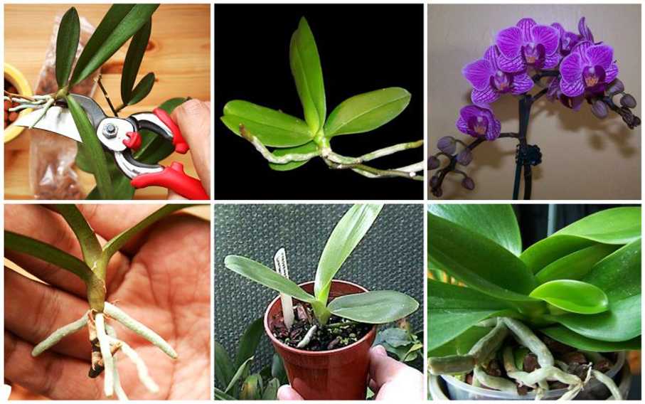 Орхидея фаленопсис размножение в домашних условиях