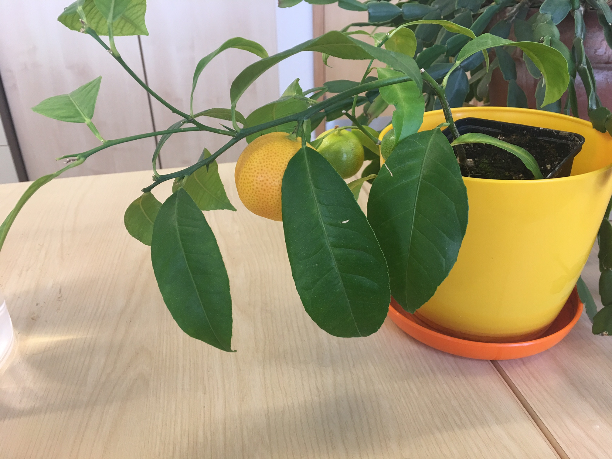 Лимонное дерево в домашних условиях - выращивание и уход.