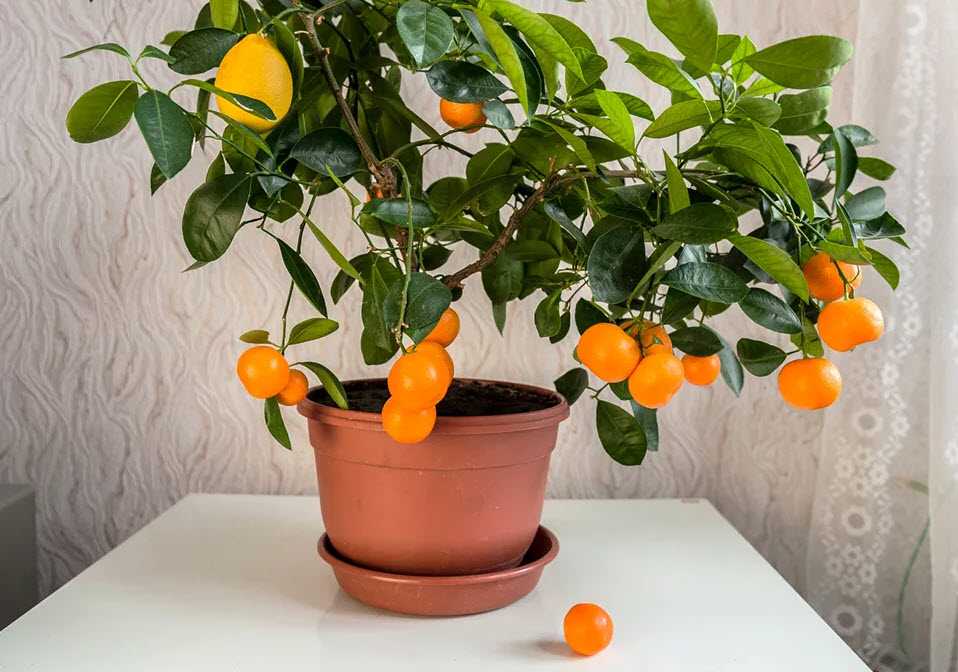 Каламондин (цитрофортунелла) — украшение комнаты с вкусными плодами