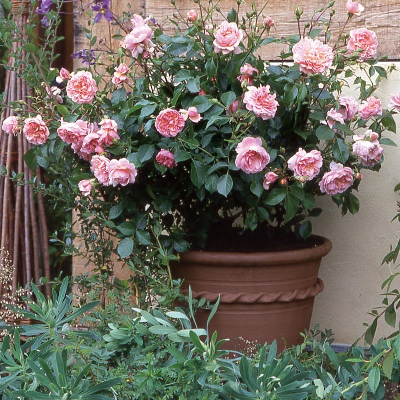 Роза рапсодия ин блю — описание, правила выращивания