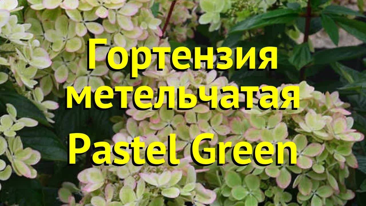 Гортензия Пастель Грин (Hydrangea Paniculata Pastelgreen)