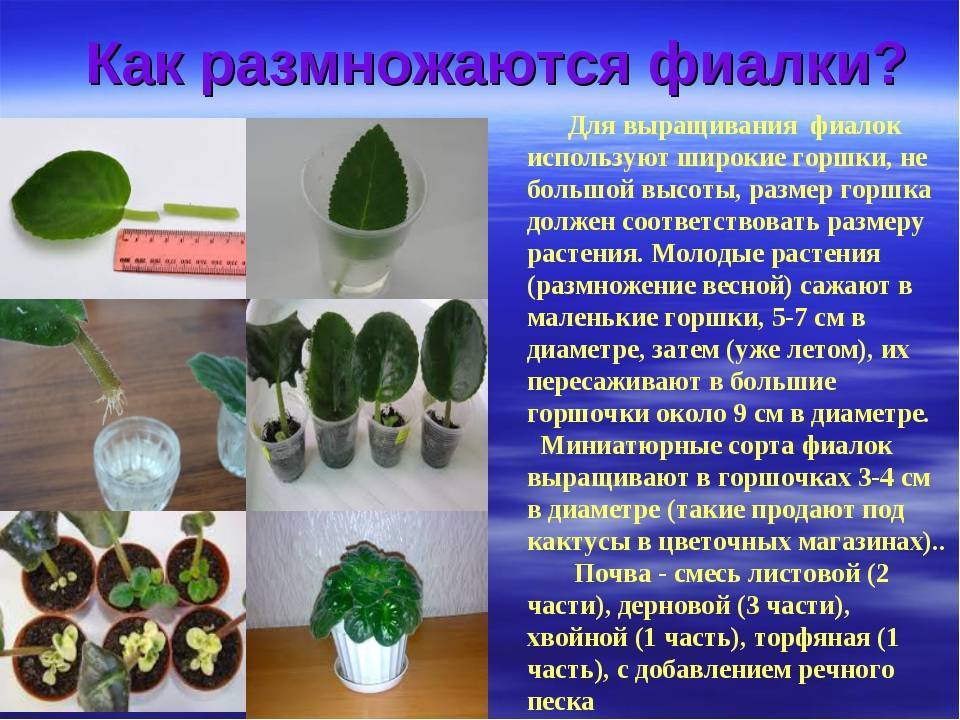 Уход за фиалками в домашних условиях: в чем отличие обычного комнатного растения от узамбарского, а также как правильно поливать фитильным методом?