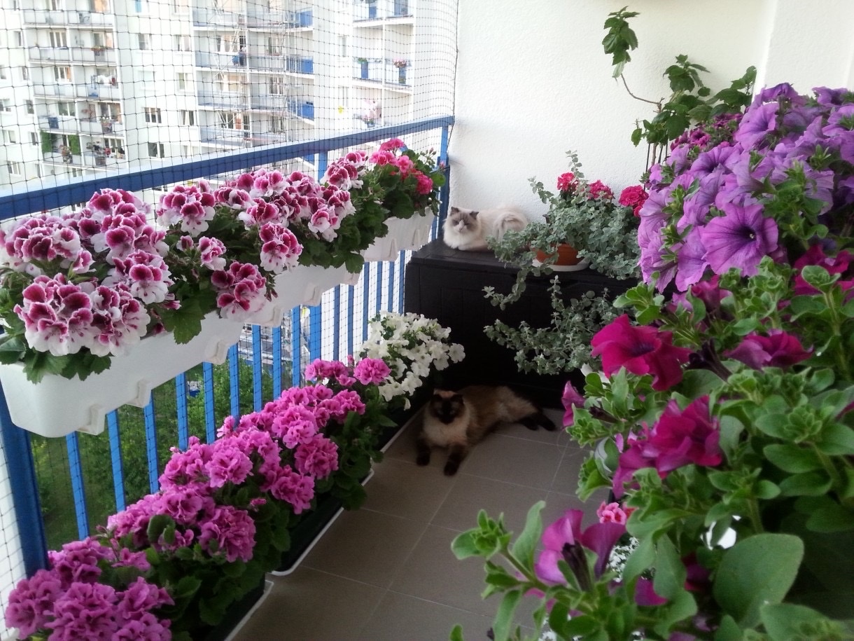 Выращивание петунии на балконе без особых усилий: посадка, уход, петунья и профилактика заболеваний