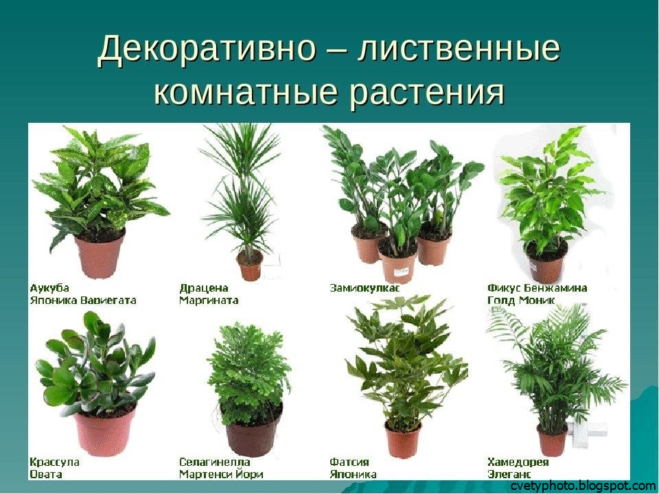 Быстрорастущие растения: популярные виды для дома и сада, фото