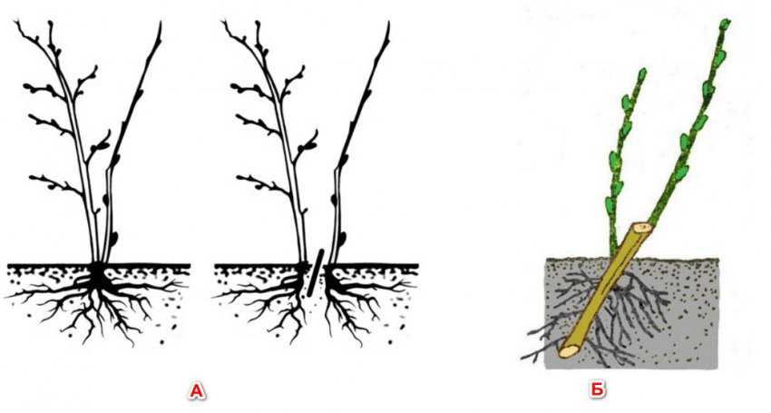 Как размножить крыжовник осенью: отводками, спорами или семенами, черенками