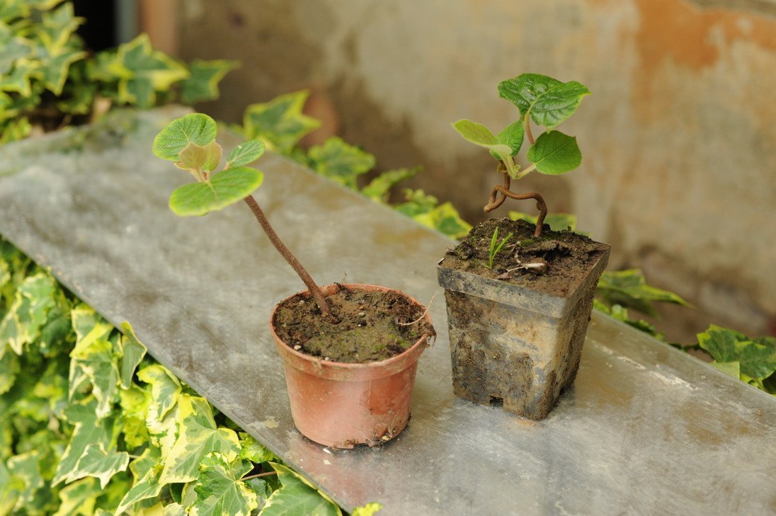 Актинидия: как посадить и вырастить киви в домашних условиях