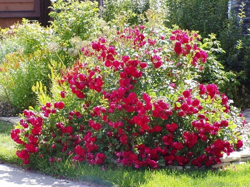 Канадские розы: лучшие сорта для сибири и всей россии, описание и фото