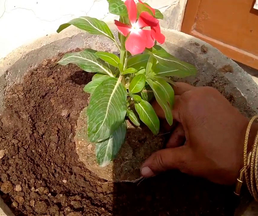 Катарантус: выращивание из семян в домашних условиях, когда сажать, фото, видео