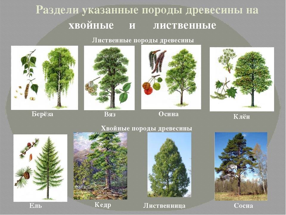 Продолжительность жизни деревьев - таблица
