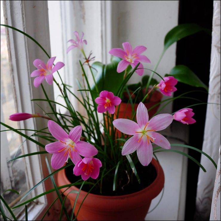 Теплолюбивый цветок «зефирантес» (выскочка): описание, уход в домашних условиях и фото
