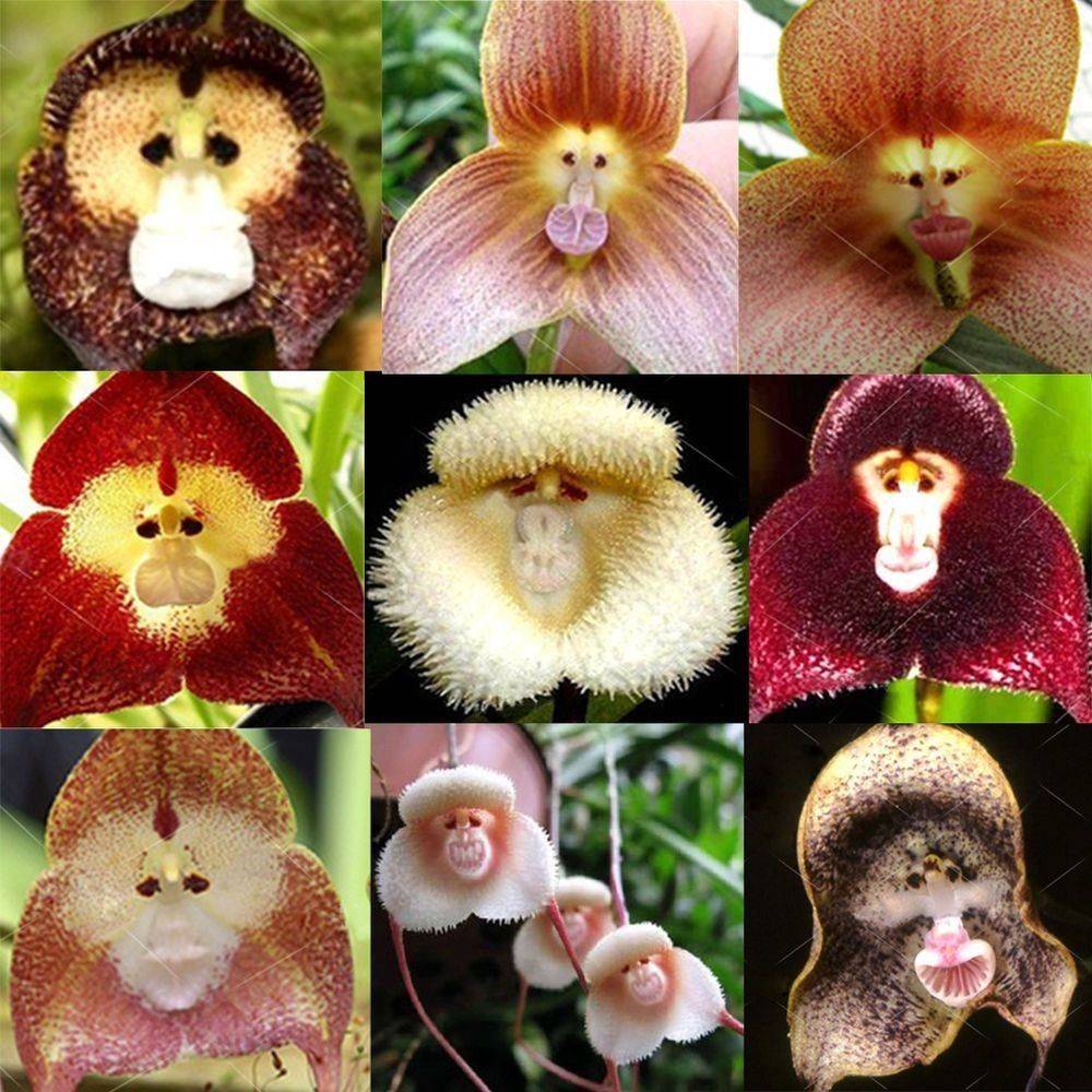 Орхидея дракула: история возникновения сорта, описание и фото его разновидностей, а также особенности ухода за ним русский фермер