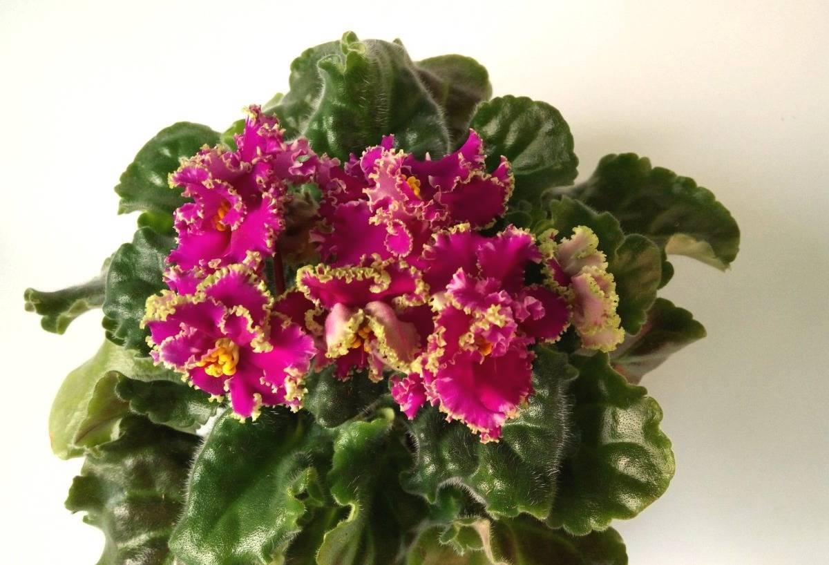 Фиалка эсмеральда — как вырастить красивый цветок в домашних условиях - rostok.guru