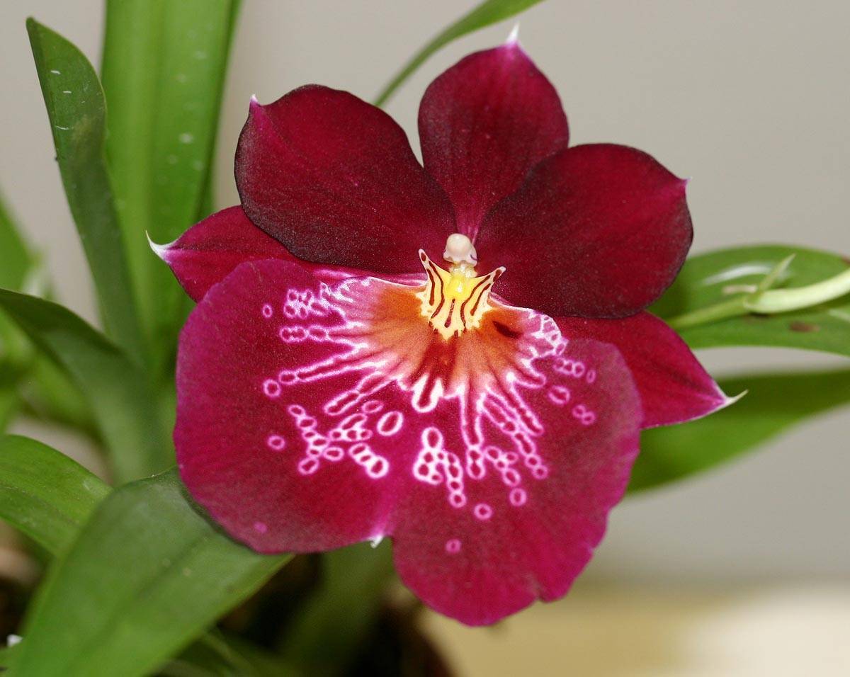 Мильтония: уход в домашних условиях за этим видом орхидеи, правила размножения и пересадки, борьба с болезнями и вредителями