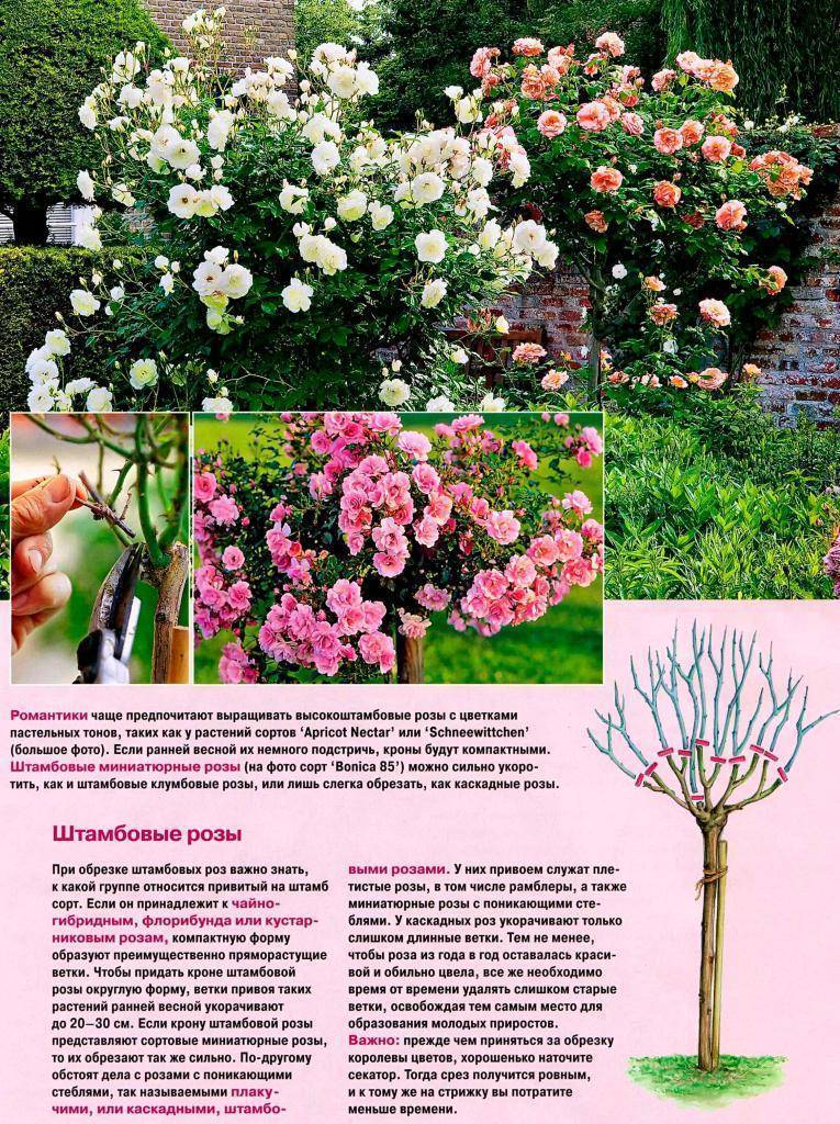 Плетистая роза амадеус (amadeus): описание сорта, характеристика, на каких побегах цветет