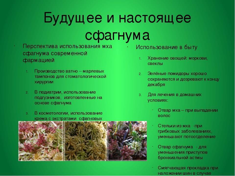Мох сфагнум: описание, использование для комнатных растений. где растет сфагнум?