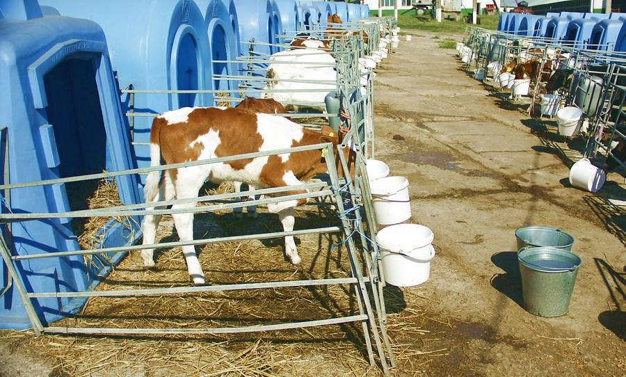 Разбор как составить кормовую базу для коров