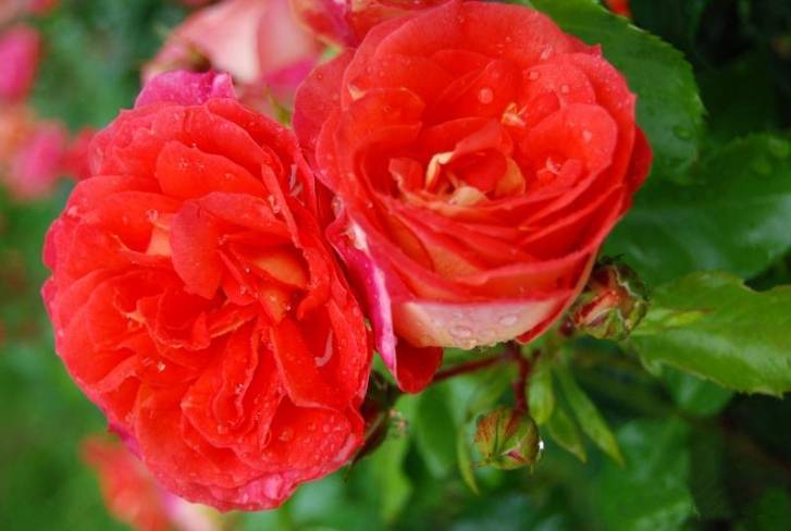 Штамбовая роза — как выбрать, посадить и ухаживать. фото — ботаничка