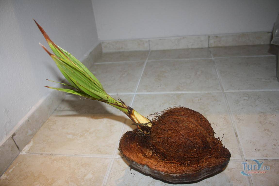 Кокосовая пальма в домашних условиях: как вырастить кокос