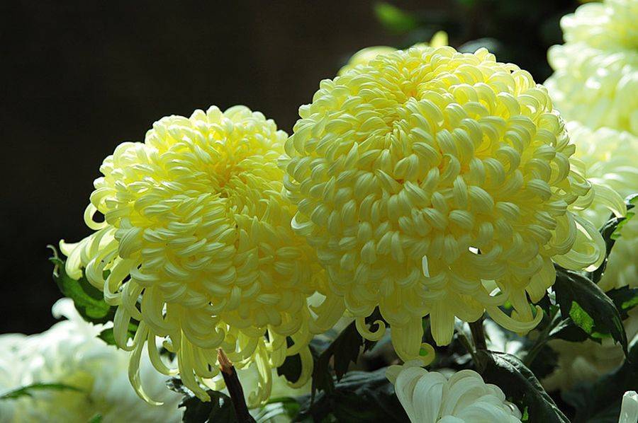 Хризантемы (chrysanthemum). описание, виды и уход за хризантемой - флористика на "добро есть!"