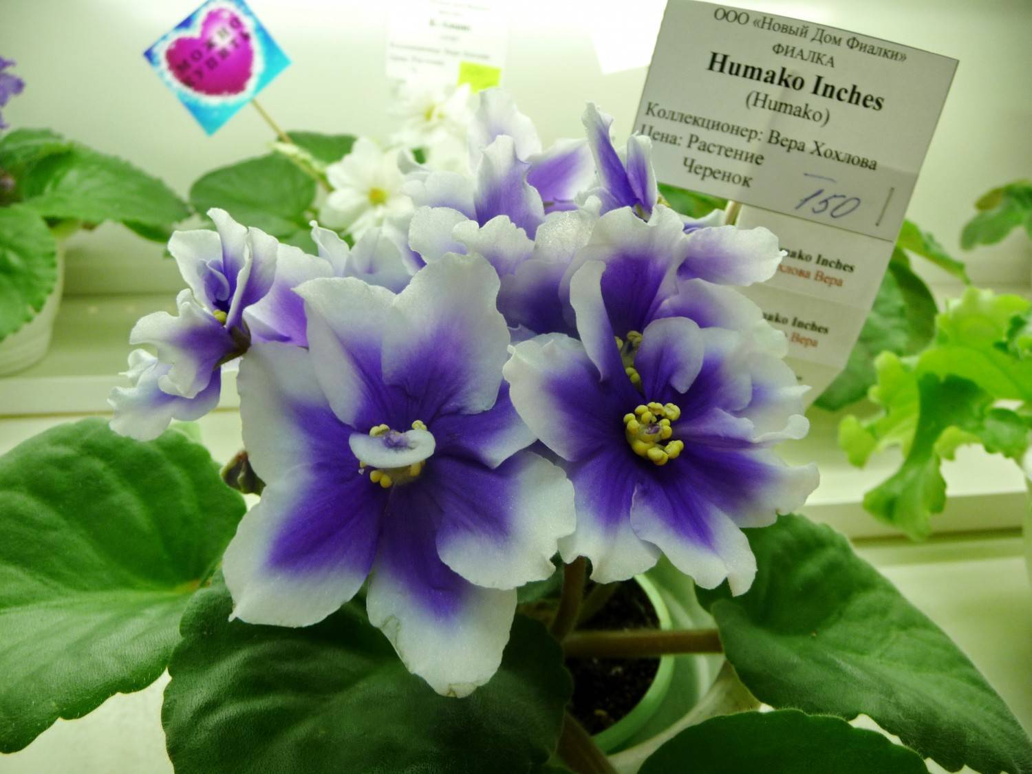 Фиалка Humako inches — особенности растения