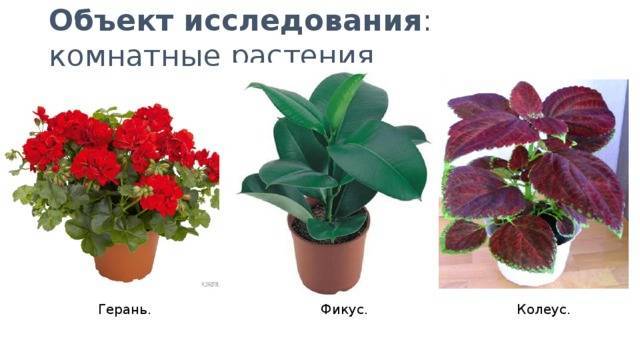 Домашние растения и цветы в горшках — фото
