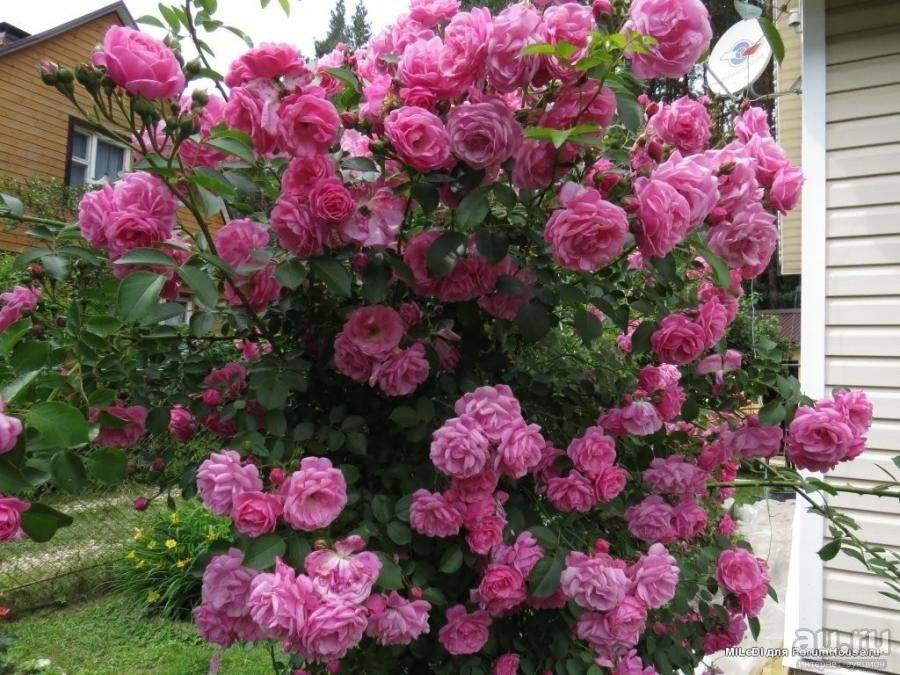 Роза эден роуз (eden rose) — описание и характеристики сорта