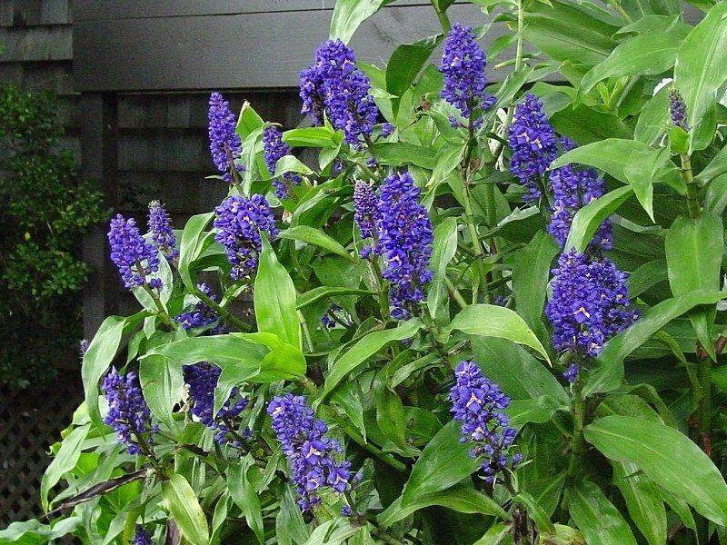Дихоризандра: фото цветка, рекомендации по уходу в домашних условиях | сортовед