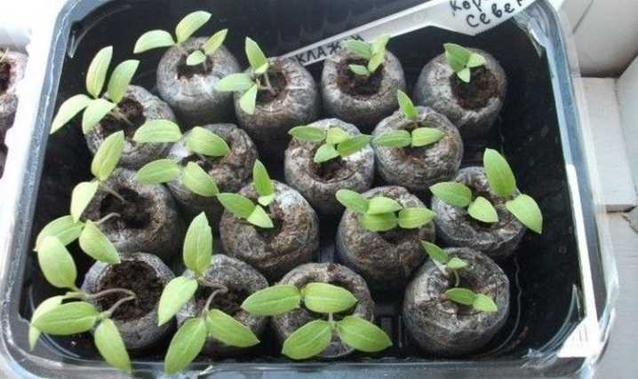 Выращивание гортензии из семян: посадка, выбор места и уход | огородник