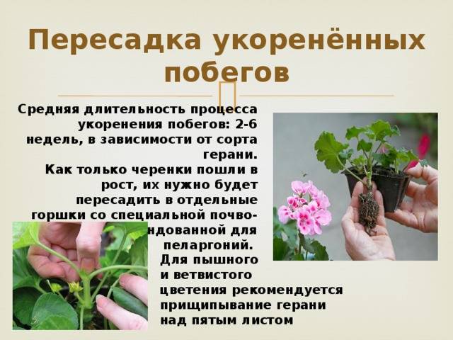 Пеларгония розебудная: выращивание и правила ухода