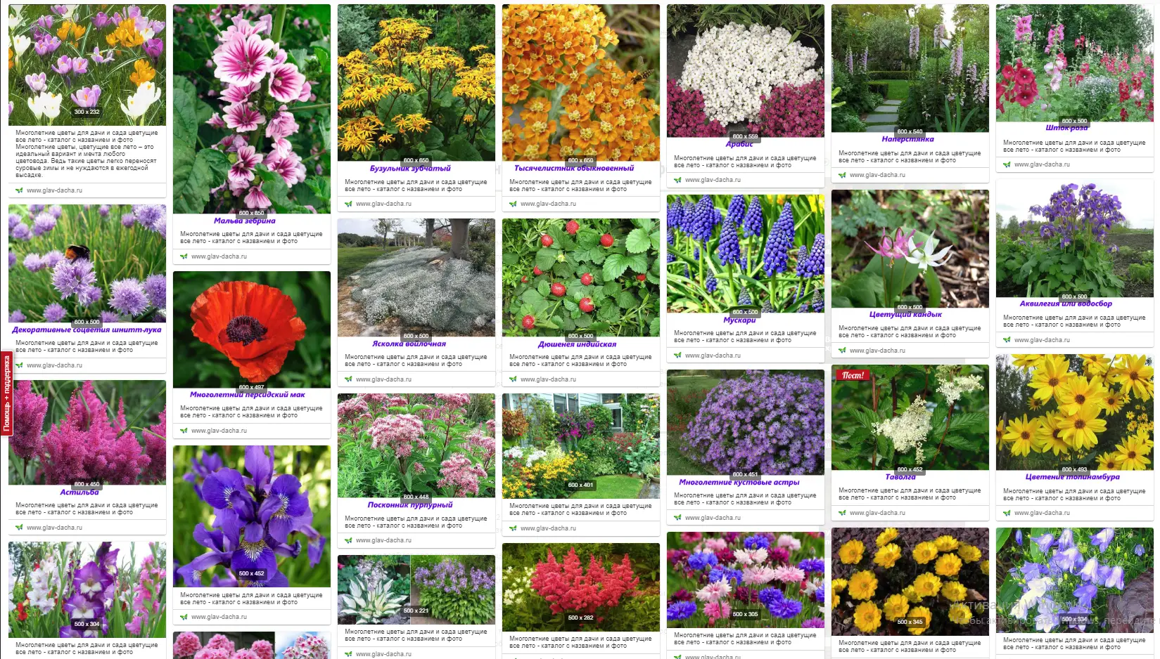 Садовые цветы: названия и фото