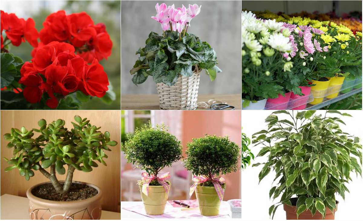 Цветы счастья: спатифиллум, антуриум, аихризон. какие растения привлекают в дом счастье и любовь?