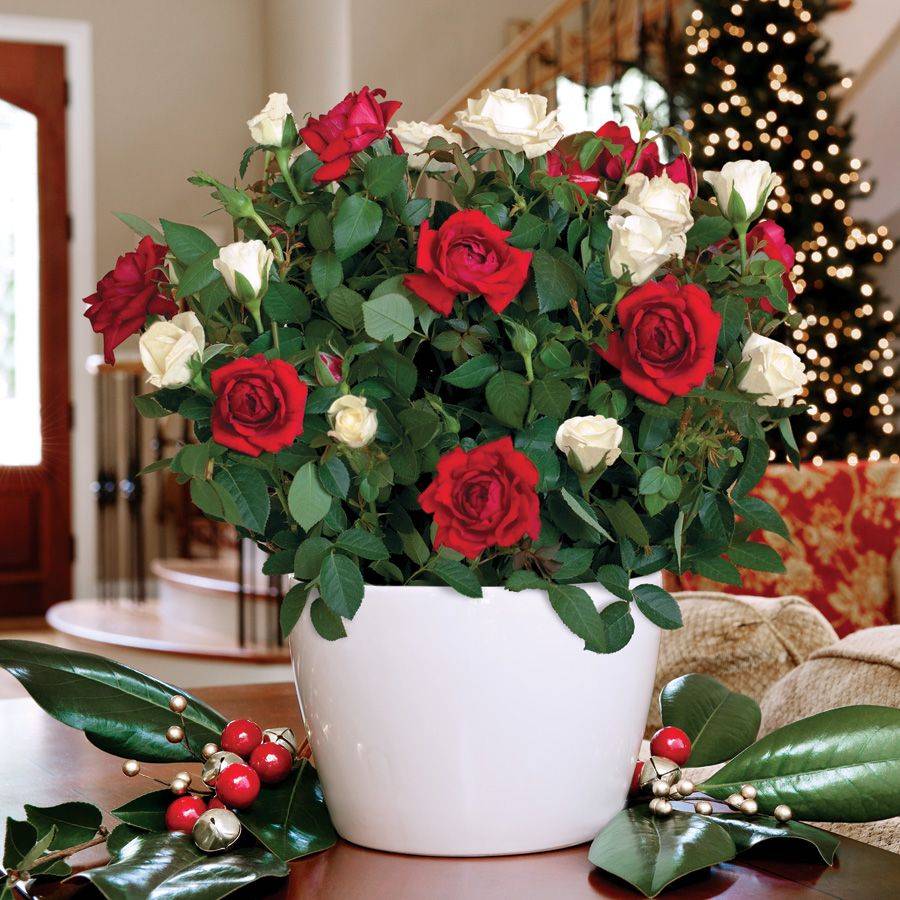 Как выбрать розы: как правильно определить при покупке свежие цветы или нет, каким образом сохранить их первоначальный вид в дальнейшем?