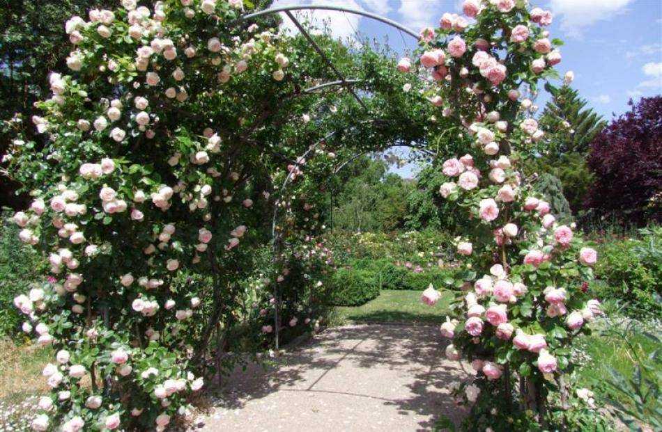 Роза полька: описание сорта, особенности посадки и выращивания